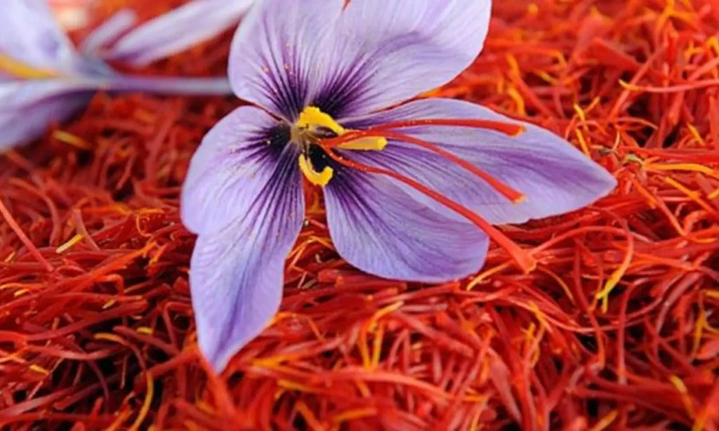 Kashmir Saffron – Ayurveda’s Secret to Beautiful Skin