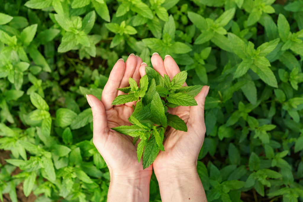 The Role of Herbs in Ayurveda